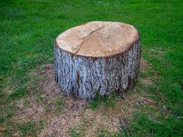 Best Emergency Tree Removal  in Bullhead City, AZ