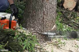 Best Tree Trimming and Pruning  in Bullhead City, AZ