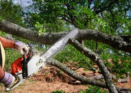 Best Hazardous Tree Removal  in Bullhead City, AZ