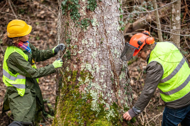 Best Tree Cabling and Bracing  in Bullhead City, AZ