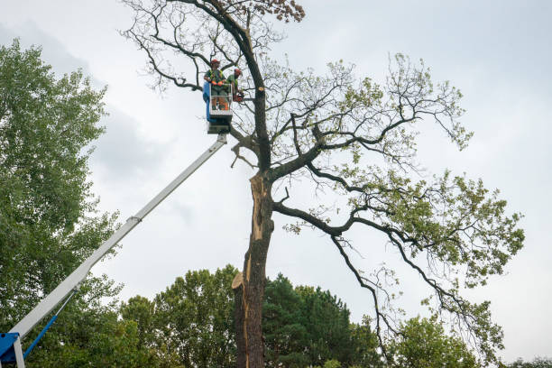 Best Tree Removal  in Bullhead City, AZ