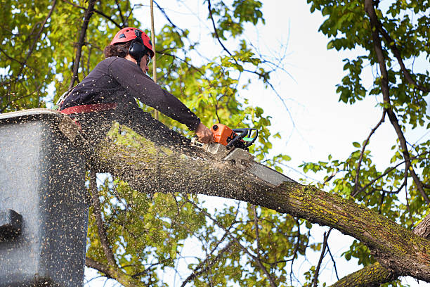 Best Aeration Services  in Bullhead City, AZ