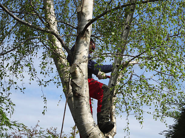 Best Tree Preservation Services  in Bullhead City, AZ