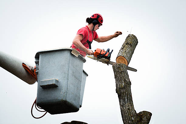 Best Tree Mulching  in Bullhead City, AZ