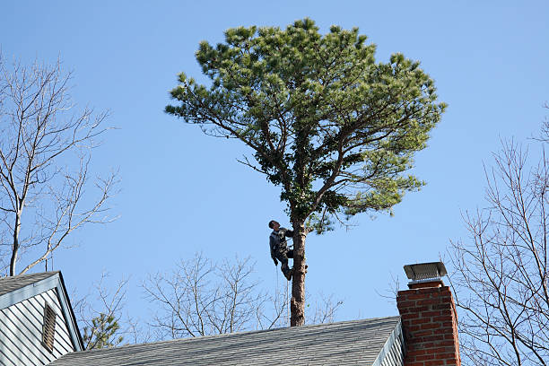 Professional Tree Care in Bullhead City, AZ