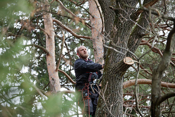 Best Tree Risk Assessment  in Bullhead City, AZ